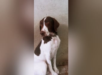 Jara