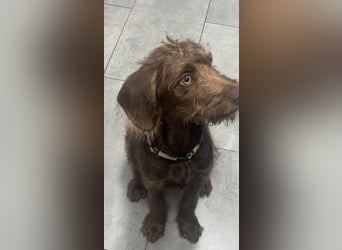 Bella