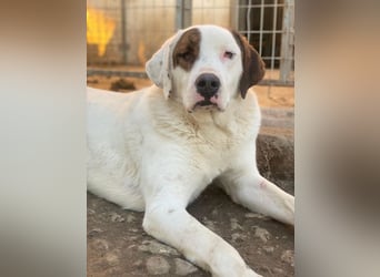 Mäx, geb. ca. 01/2024, lebt in GRIECHENLAND, im städt. Tierheim Serres