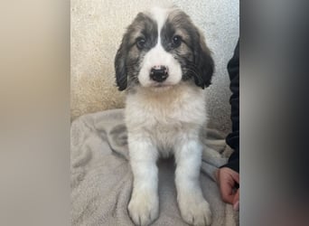 Malor, geb. ca. 09/2025, lebt in GRIECHENLAND, im städt. Tierheim Serres