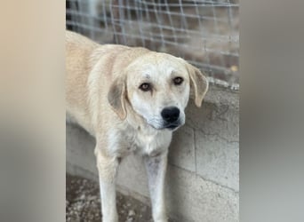 Shaggy, geb. ca. 04/2025, lebt in GRIECHENLAND, im städt. Tierheim Serres