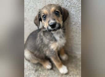 Woody, geb. ca. 02/2026, lebt in GRIECHENLAND, im städt. Tierheim Serres