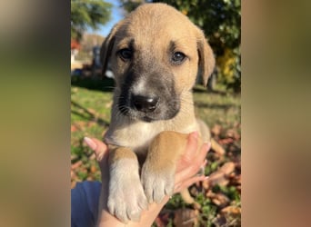 Banzai, geb. ca. 09/2025, lebt in GRIECHENLAND, auf einem Gelände, auf dem die Hunde notdürftig vers