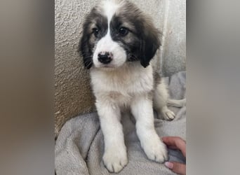 Malor, geb. ca. 09/2025, lebt in GRIECHENLAND, im städt. Tierheim Serres