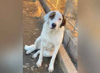 Mäx, geb. ca. 01/2024, lebt in GRIECHENLAND, im städt. Tierheim Serres