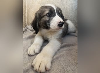 Malor, geb. ca. 09/2025, lebt in GRIECHENLAND, im städt. Tierheim Serres