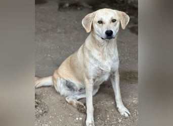 Shaggy, geb. ca. 04/2025, lebt in GRIECHENLAND, im städt. Tierheim Serres