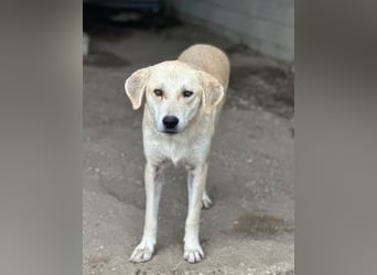 Shaggy, geb. ca. 04/2025, lebt in GRIECHENLAND, im städt. Tierheim Serres