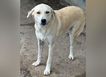Shaggy, geb. ca. 04/2025, lebt in GRIECHENLAND, im städt. Tierheim Serres