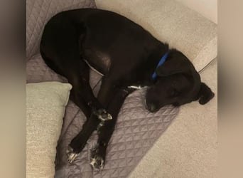 Emrys, geb. ca. 10/2020, lebt in GRIECHENLAND, auf einer privaten Pflegestelle