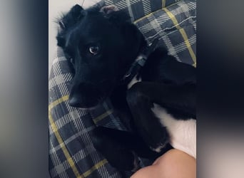 Emrys, geb. ca. 10/2020, lebt in GRIECHENLAND, auf einer privaten Pflegestelle