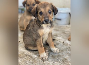 Woody, geb. ca. 02/2026, lebt in GRIECHENLAND, im städt. Tierheim Serres