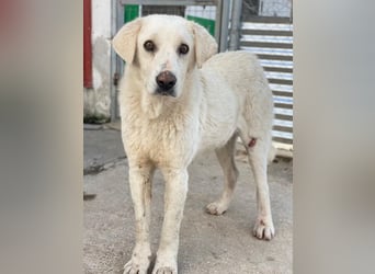 Loscano, geb. ca. 05/2024, lebt in GRIECHENLAND, im städt. Tierheim Serres