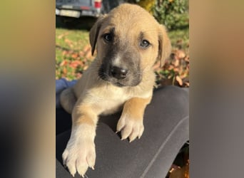 Banzai, geb. ca. 09/2025, lebt in GRIECHENLAND, auf einem Gelände, auf dem die Hunde notdürftig vers