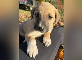 Banzai, geb. ca. 09/2025, lebt in GRIECHENLAND, auf einem Gelände, auf dem die Hunde notdürftig vers