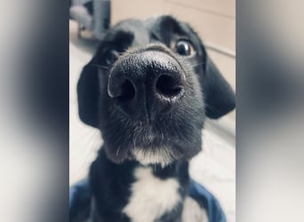 Emrys, geb. ca. 10/2020, lebt in GRIECHENLAND, auf einer privaten Pflegestelle