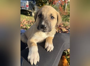 Banzai, geb. ca. 09/2025, lebt in GRIECHENLAND, auf einem Gelände, auf dem die Hunde notdürftig vers