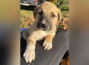 Banzai, geb. ca. 09/2025, lebt in GRIECHENLAND, auf einem Gelände, auf dem die Hunde notdürftig vers