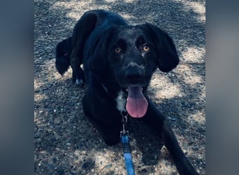 Emrys, geb. ca. 10/2020, lebt in GRIECHENLAND, auf einer privaten Pflegestelle