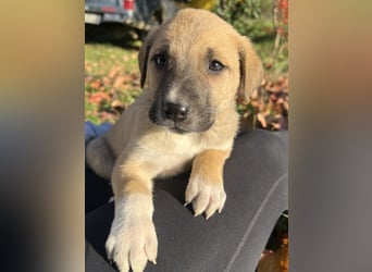 Banzai, geb. ca. 09/2025, lebt in GRIECHENLAND, auf einem Gelände, auf dem die Hunde notdürftig vers