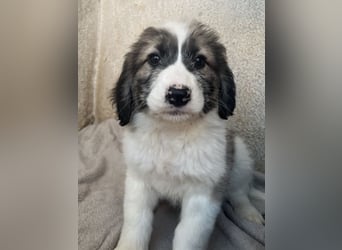 Malor, geb. ca. 09/2025, lebt in GRIECHENLAND, im städt. Tierheim Serres