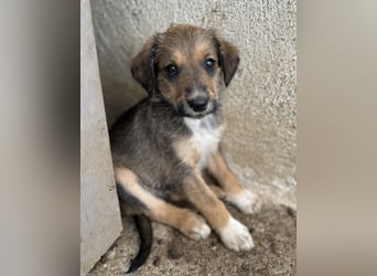 Woody, geb. ca. 02/2026, lebt in GRIECHENLAND, im städt. Tierheim Serres