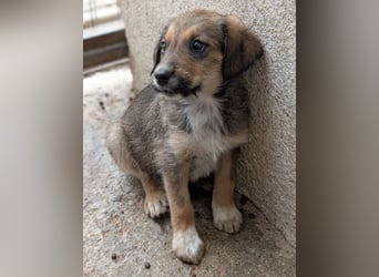 Woody, geb. ca. 02/2026, lebt in GRIECHENLAND, im städt. Tierheim Serres