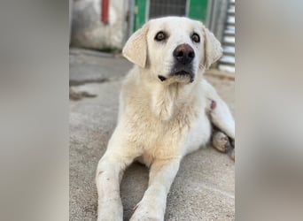 Loscano, geb. ca. 05/2024, lebt in GRIECHENLAND, im städt. Tierheim Serres