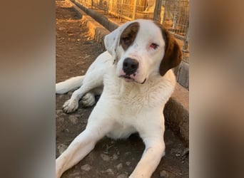 Mäx, geb. ca. 01/2024, lebt in GRIECHENLAND, im städt. Tierheim Serres