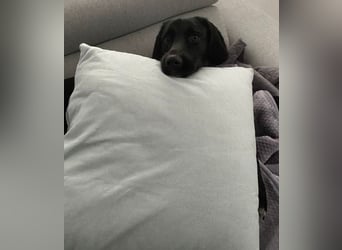 Emrys, geb. ca. 10/2020, lebt in GRIECHENLAND, auf einer privaten Pflegestelle