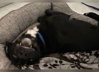 Emrys, geb. ca. 10/2020, lebt in GRIECHENLAND, auf einer privaten Pflegestelle