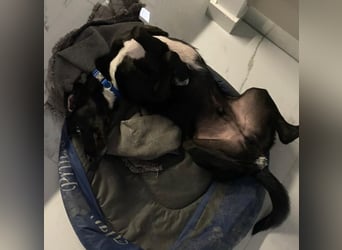 Emrys, geb. ca. 10/2020, lebt in GRIECHENLAND, auf einer privaten Pflegestelle