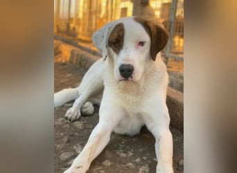 Mäx, geb. ca. 01/2024, lebt in GRIECHENLAND, im städt. Tierheim Serres