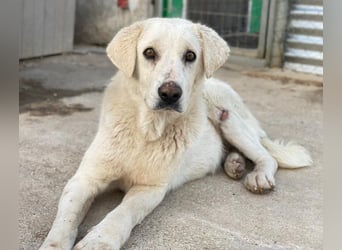 Loscano, geb. ca. 05/2024, lebt in GRIECHENLAND, im städt. Tierheim Serres