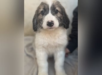 Malor, geb. ca. 09/2025, lebt in GRIECHENLAND, im städt. Tierheim Serres