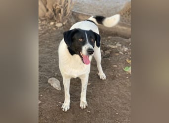 Grecco, geb. ca. 11/2022, lebt in GRIECHENLAND, im städt. Tierheim Serres