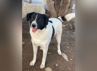 Grecco, geb. ca. 11/2022, lebt in GRIECHENLAND, im städt. Tierheim Serres