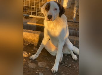 Mäx, geb. ca. 01/2024, lebt in GRIECHENLAND, im städt. Tierheim Serres