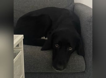 Emrys, geb. ca. 10/2020, lebt in GRIECHENLAND, auf einer privaten Pflegestelle