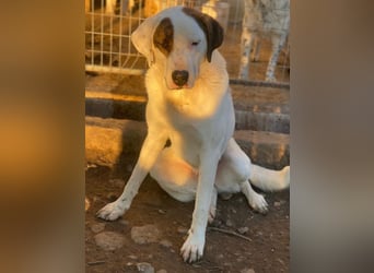 Mäx, geb. ca. 01/2024, lebt in GRIECHENLAND, im städt. Tierheim Serres