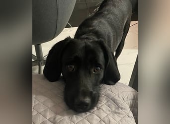 Emrys, geb. ca. 10/2020, lebt in GRIECHENLAND, auf einer privaten Pflegestelle