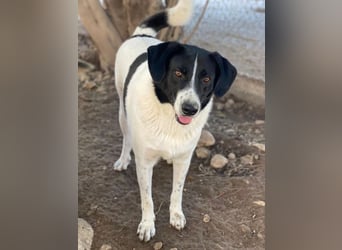 Grecco, geb. ca. 11/2022, lebt in GRIECHENLAND, im städt. Tierheim Serres