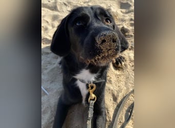 Emrys, geb. ca. 10/2020, lebt in GRIECHENLAND, auf einer privaten Pflegestelle