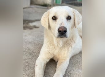 Loscano, geb. ca. 05/2024, lebt in GRIECHENLAND, im städt. Tierheim Serres