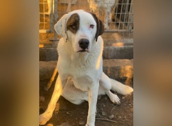 Mäx, geb. ca. 01/2024, lebt in GRIECHENLAND, im städt. Tierheim Serres