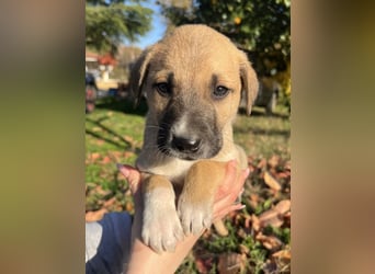 Banzai, geb. ca. 09/2025, lebt in GRIECHENLAND, auf einem Gelände, auf dem die Hunde notdürftig vers