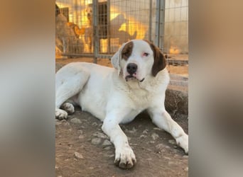 Mäx, geb. ca. 01/2024, lebt in GRIECHENLAND, im städt. Tierheim Serres