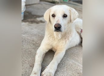 Loscano, geb. ca. 05/2024, lebt in GRIECHENLAND, im städt. Tierheim Serres