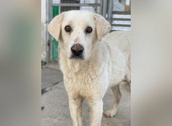 Loscano, geb. ca. 05/2024, lebt in GRIECHENLAND, im städt. Tierheim Serres