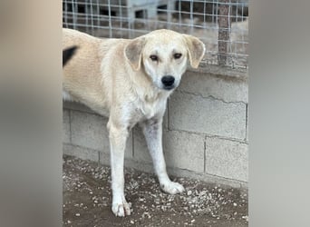 Shaggy, geb. ca. 04/2025, lebt in GRIECHENLAND, im städt. Tierheim Serres
